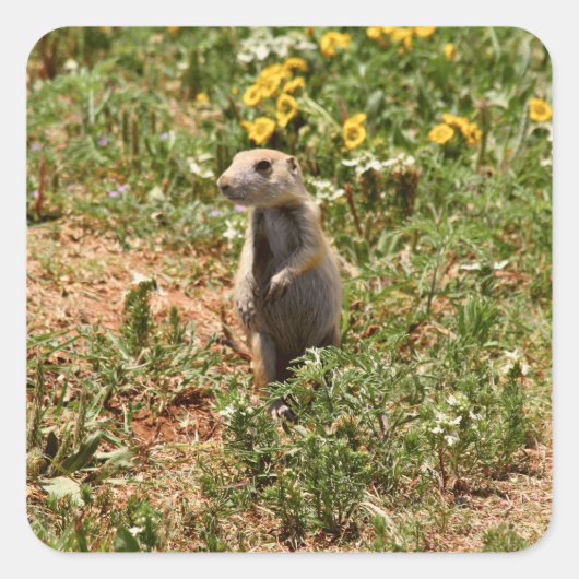 Schattige Prairiehond Vierkante Sticker (Voorkant)