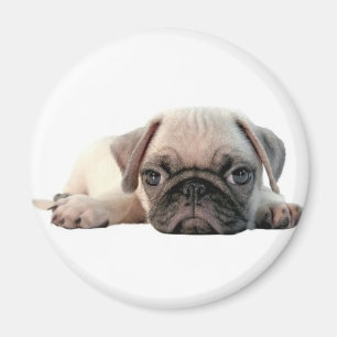 schattige pug magneet