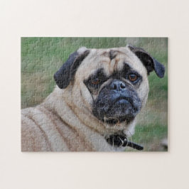 Schattige pug met een stuk grijze puzzel