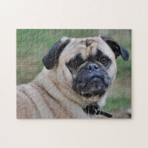 Schattige pug met een stuk grijze puzzel