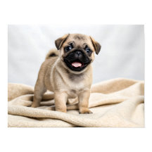 Schattige pugpuppy