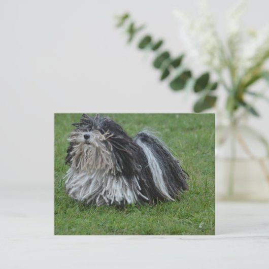 Schattige puli Dog Briefkaart (Staand voorkant)