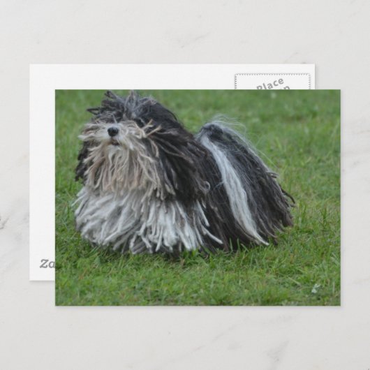 Schattige puli Dog Briefkaart (Voorkant / Achterkant)