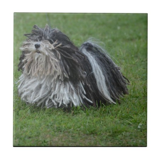 Schattige puli Dog Tegeltje (Voorkant)