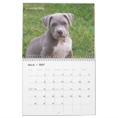 Schattige Puppies 2026 Schattige Hond Kalender (Mar 2027)