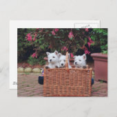 Schattige Puppies Briefkaart (Voorkant / Achterkant)