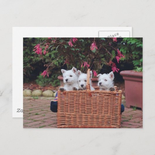 Schattige Puppies Briefkaart (Voorkant / Achterkant)