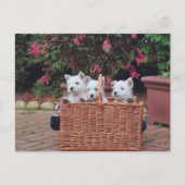 Schattige Puppies Briefkaart (Voorkant)