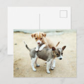 Schattige Puppies die op strand spelen Briefkaart (Voorkant / Achterkant)