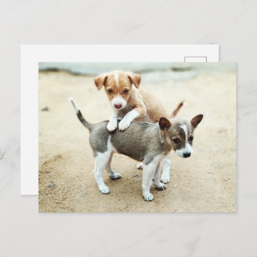 Schattige Puppies die op strand spelen Briefkaart (Voorkant / Achterkant)