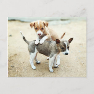 Schattige Puppies die op strand spelen Briefkaart