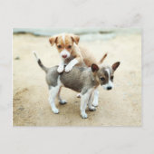 Schattige Puppies die op strand spelen Briefkaart (Voorkant)