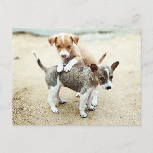 Schattige Puppies die op strand spelen Briefkaart (Voorkant)