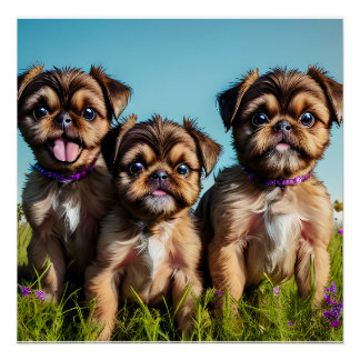 Schattige Puppies in Brussel Griffon Perfect Poster