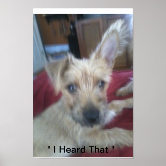 schattige puppies poster (Voorkant)