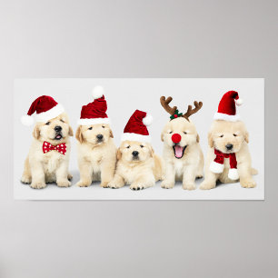 Schattige Puppies Poster