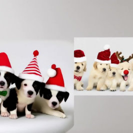 Schattige Puppies Poster