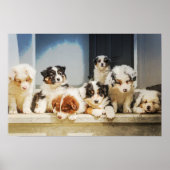 Schattige Puppies Poster (Voorkant)