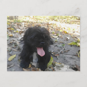 Schattige Puppy Alarm Briefkaart