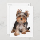 Schattige puppy briefkaart (Voorkant / Achterkant)