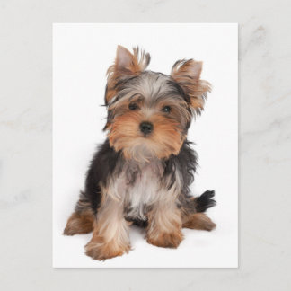 Schattige puppy briefkaart