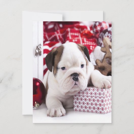 Schattige Puppy Engelse Bulldog | Grappig Kerstmis Kaart (Voorkant)