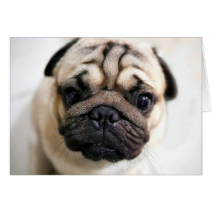 Schattige Puppy Eyes Pug