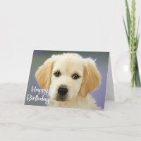 Schattige puppy hond Goud Retriever Gefeliciteerd