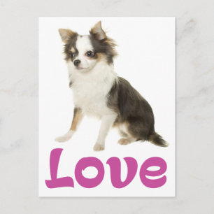 Schattige puppy hond liefde lange haren Chihuahua Briefkaart