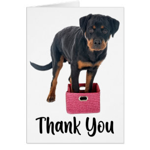 Schattige Puppy Hond Rottweiler Dank Je