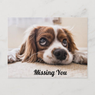 Schattige puppy hond/Spaniel met droevige ogen fot Briefkaart