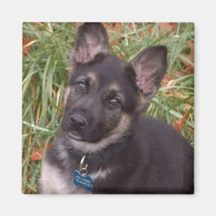 Schattige Puppy Magneten