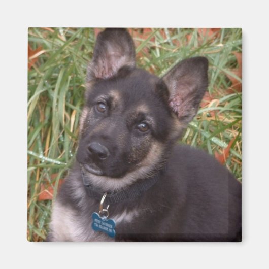 Schattige Puppy Magneten (Voorkant)