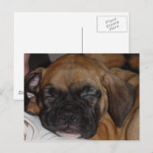 Schattige Puppy Slaping Post Card Briefkaart (Voorkant / Achterkant)