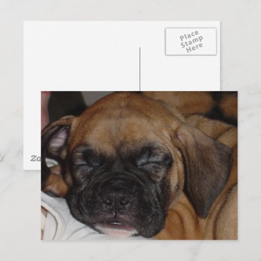 Schattige Puppy Slaping Post Card Briefkaart (Voorkant / Achterkant)