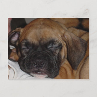 Schattige Puppy Slaping Post Card Briefkaart