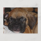 Schattige Puppy Slaping Post Card Briefkaart (Voorkant)