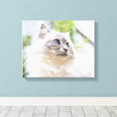 Schattige Ragdoll Cat Canvas (Insitu (Houten vloer))