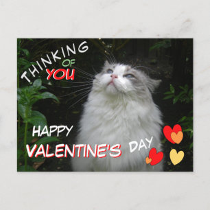 Schattige Ragdoll Cat Happy Valentijnsdag Briefkaa Briefkaart