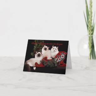Schattige Ragdoll Kitten Kerst Kaart