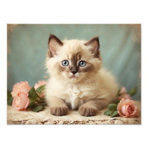  Schattige Ragdoll Kitten Portrait Flowers Sweet Foto Afdruk