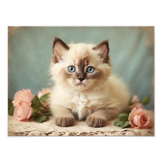  Schattige Ragdoll Kitten Portrait Flowers Sweet Foto Afdruk (Voorkant)