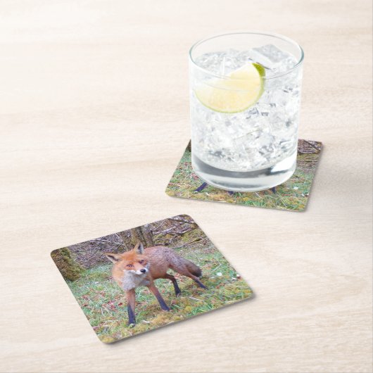 Schattige Red Fox Onderzetter (Insitu)
