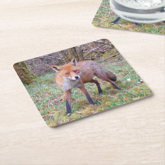 Schattige Red Fox Onderzetter (Schuin)