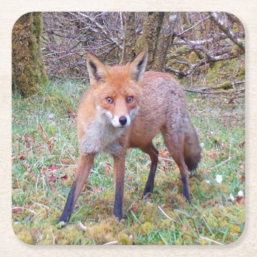 Schattige Red Fox Onderzetter (Voorkant)