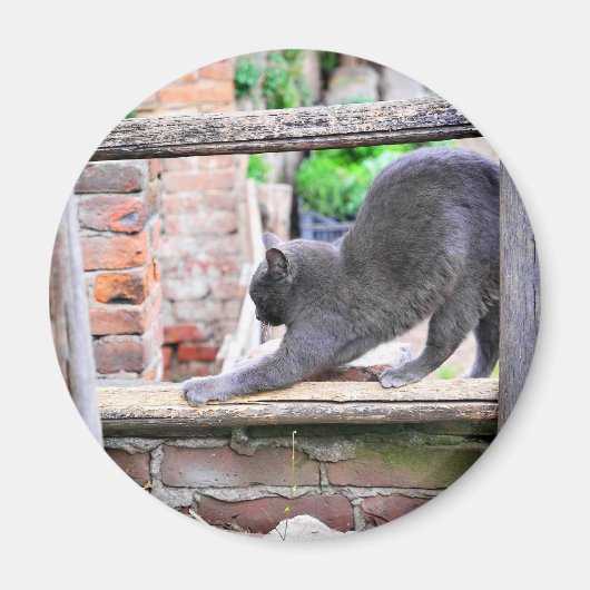 Schattige rekkende kat magneet (Voorkant)