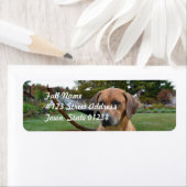 Schattige Rhodesian Ridgeback Etiket (Insitu)