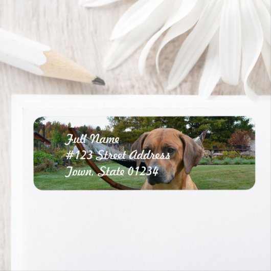 Schattige Rhodesian Ridgeback Etiket (Insitu)