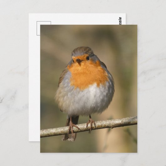 Schattige Robin Close Up DIY Briefkaart (Voorkant / Achterkant)