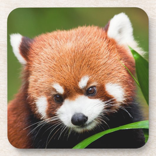 Schattige Rode Panda Bier Onderzetter (Voorkant)